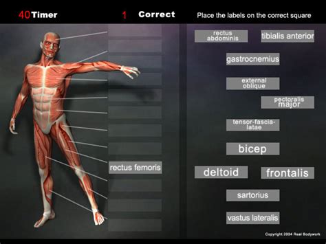 fun with anatomy|anatomy of human body games.